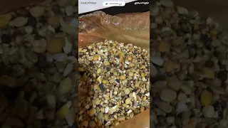 تغذية الافراخ من اول يوم 