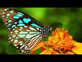 Do butterflies and moths lose the ability to fly if you touch their wings