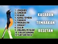Download Lagu 🔴 KOMPILASI TERBAIK TEMBAKAN MURAI BATU GACOR KASAR BESET