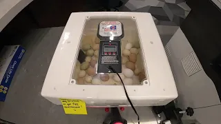 Egg Hatch Watch
