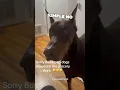 Download Lagu De meest dramatische hond ooit 😂