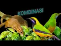 Lagu Masteran kombinasi cucak cungkok vs tupai kekes paling joss