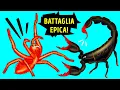 Download Lagu Chi Vincerebbe tra lo Scorpione e il Ragno Più Grande del Mondo