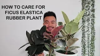 How to Care For Rubber Plant Ficus Elastica Houseplant Care Tips