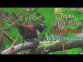 Download Lagu Tepus Leher Putih Rasa Pedas Full Tembakan#Tepusleherputih#Tepusleherputihrasapedasfulltembakan