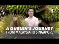 Download Lagu From seed to styrofoam: A durian's journey from Malaysia to Singapore