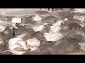 Stingray injuries surge on Southern California beaches amid rising ocean temperatures
