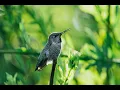 Lagu Anna's Hummingbird singing on a branch , relaxing sounds
