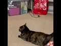 I m using my rose toy