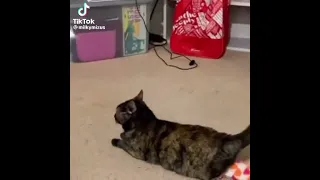 I m using my rose toy