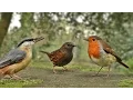 Download Lagu Vidéos Pour Les Chats à Surveiller - Petits Oiseaux