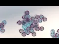 Max Cooper - Spike (Official video by Yoshi Sodeoka)