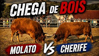 Chega de Bois - Molato vs Cherife | 2026 BOTICAS