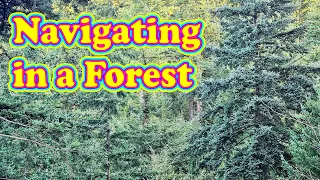 THIS is how to navigate in a forest - correctly