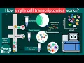 Single-Cell Transcriptomics Explained scRNA-seq Basics Molecular Biology