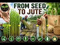 How Jute Is Grown Turned Into Useful Products From Seed to Jute Fiber