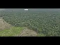 Download Lagu Satu Sudut Hutan di A. Selatan