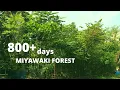 Download Lagu 800 + days old Miyawaki forest| First Miyawaki Forest | Crowd Foresting |Stimulating Natural Forests