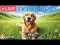 Download Lagu 🔴24 Hours of Dog TV🎵🐶Calming Music to Help Dogs Sleep🐾🩷Soothing Music for Dogs with Stress \u0026 Anxiety