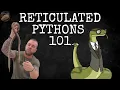 A Beginners Guide To Reticulated Pythons Part 1 - Wildfire Retics