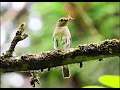 Download Lagu Lagu burung flycatcher biru-putih betina (Cyanoptila cyanomelana)