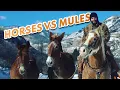 Lagu Mules Are WAY BETTER THAN HORSES - An Outfitter's Perspective