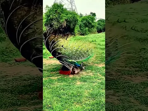 lovely peacock voice peacock dance peacock #peacock #birds #wildlife