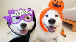 【ハロウィンLIVE😈🎃】仮装したサモエド兄妹とまったり生配信!