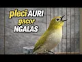 Lagu Pleci auri gacor ngalas❗pancingan dan terapi burung pleci auriventer biar gacor buka paruh 