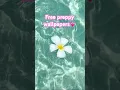 Free preppy wallpapers