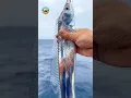 Download Lagu IKAN OARFISH MUNCUL! TANDA MAU GEMPA BUMI PLUS TSUNAMI!