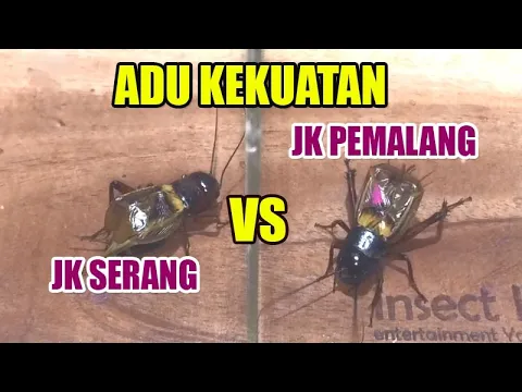 Download MP3 JANGKRIK SERANG VS PEMALANG I JANGKRIK ADUAN