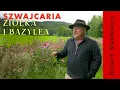 Download Lagu „ Ziółka i Bazylea\