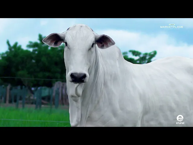 Novilha Nelore MLML - 2197