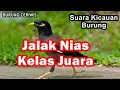 Download Lagu Suara Kicaun Burung Jalak Nias Kelas Juara Suara Bagus Buat Masteran