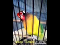 Download Lagu Lovebird #Bibi_Lung ngekek panjang Gaya gigit ruji