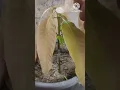 Mango grafting techniques with results #shorts #asmr #satisfying #shorrtsviral #tiktok #agriculture