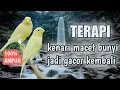 Download Lagu TERAPI BURUNG KENARI MACET BUNYI,paling Ampuh dengan gemericik air cuit cuit jadi gacor kembali