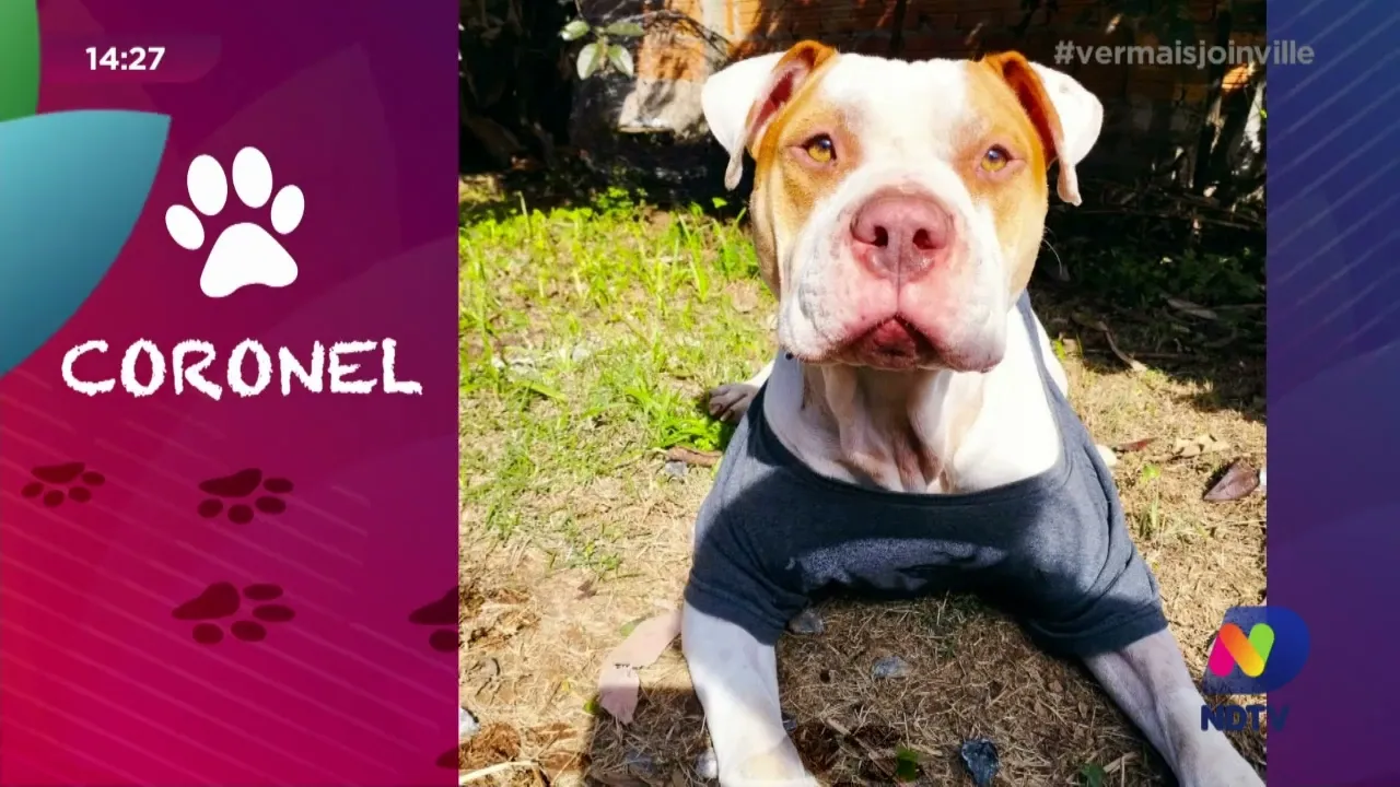 Achados e queridos: confira os animais que estão para adoção em Joinville