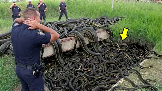 Pertemuan ULAR RAKSASA Paling Mengerikan! Kemunculannya Tiba-Tiba dan Berhasil Terekam Kamera...