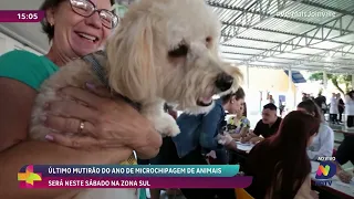 Mutirão de microchipagem na zona Sul de Joinville oferece última chance do ano