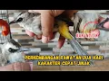 Download Lagu PERKEMBANGAN TRUCUKAN OMBYOK DIRAWAT 2 HARI, TANDA-TANDA CEPAT JINAK⁉️