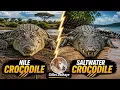 Nile Crocodile Saltwater Crocodile - The Differences