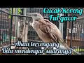 Download Lagu CUCAK KORENG LAIN AKAN IKUTAN BERBUNYI GACOR