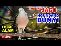 Download Lagu Perkutut Lokal Gacor Paling JAGO mancing NYAUT