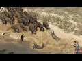 Lagu Unbelievable Wild Boar Chase on Hills – A Battle for Survival! Wild Boars Launch a Fierce Chase!