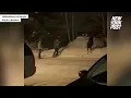Watch what happens when two men taunt a moose | New York Post