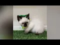 Luna - Siamese Kitten for Sale in Dallas Texas