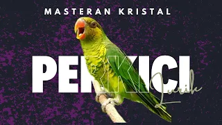 masteran burung perkici pantai lurik jeda air mengalir