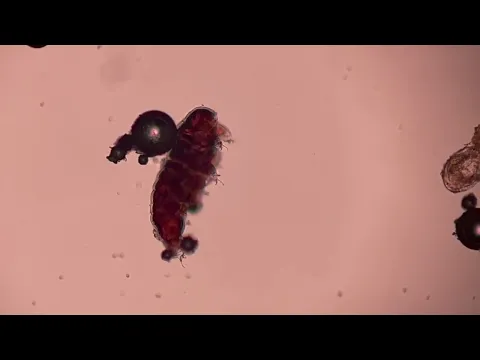 Tardiguardians of the Galaxy